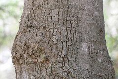 Polyalthia angustifolia